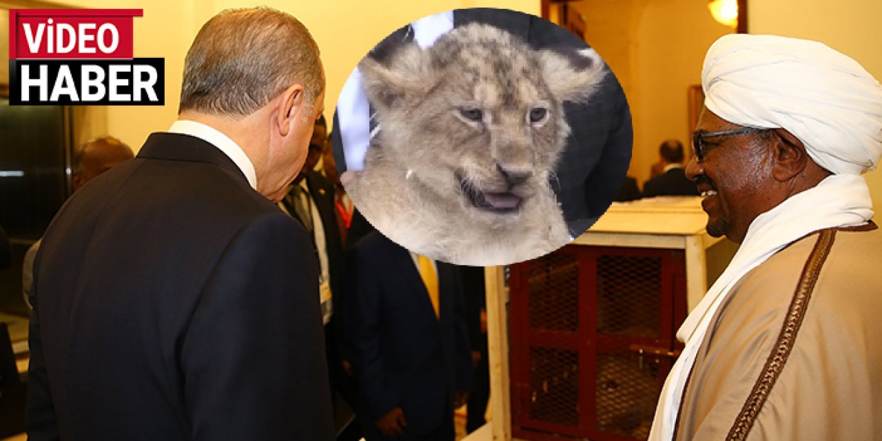 Cumhurbaşkanı Erdoğan’ın aslanları dördüz doğurdu: İsimleri anketle belirlenecek