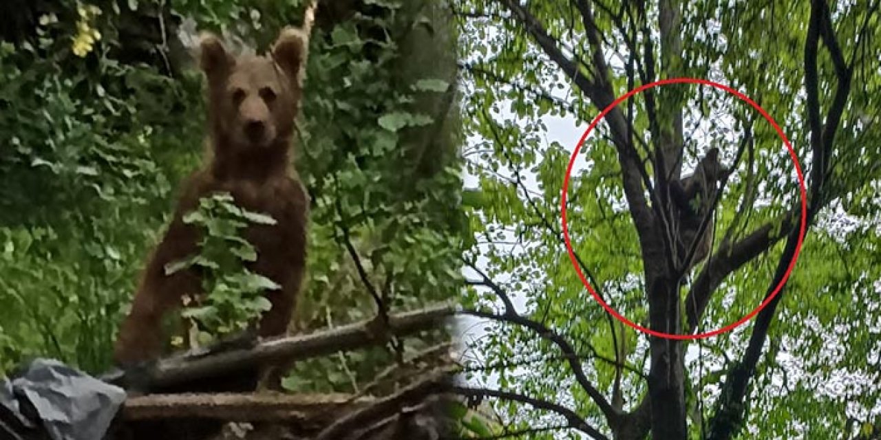 Bozayıya ‘fasulye’ ikramı