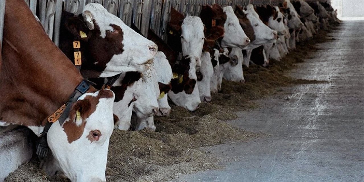 Kasaplar Federasyonu Başkanı Yardımcı: Kurbanlıkta sıkıntı yok