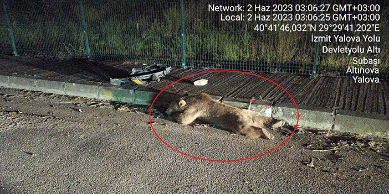 Ayıya taksi çarptı: Yaralanan ayı tedavi altında