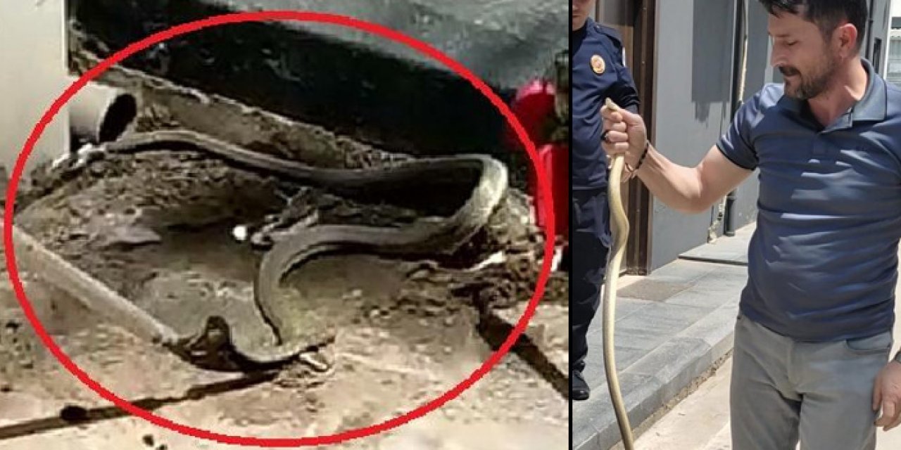 Tahliye borusundan yılan çıktı: yakalanıp doğaya salındı