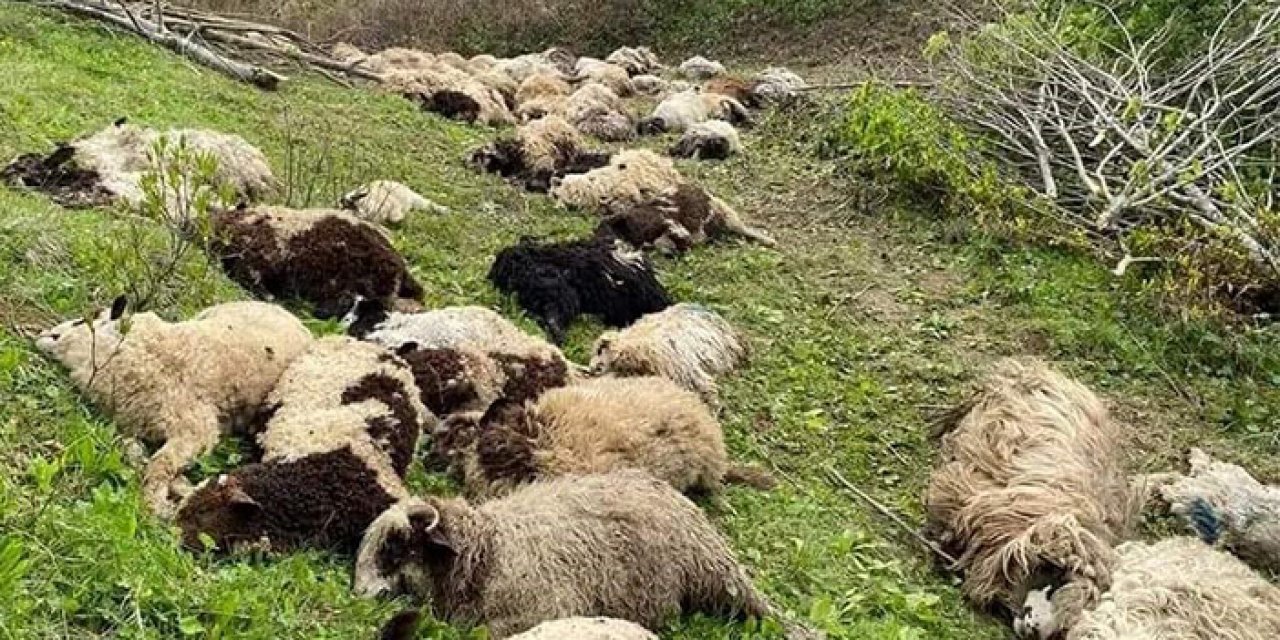 Sürüye 3 ayı saldırdı: 76 koyun öldü
