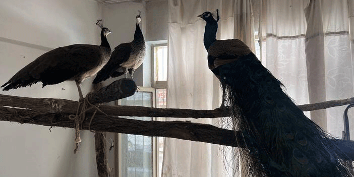 Evinde Hint tavus kuşu besleyen kişiye para cezası