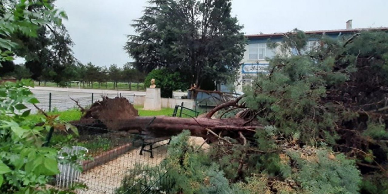 Çorum'da fırtına ağacı kökünden söktü