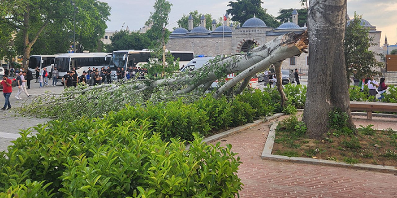 İstanbul'da turist rehberinin üzerine ağaç devrildi