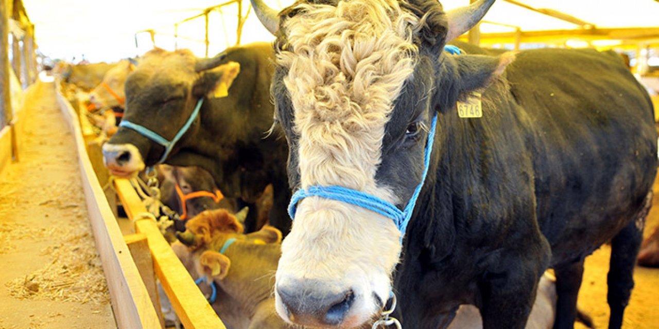 Kurbanlıklarda son durum ne? Büyükbaş fiyatları ne kadar oldu? İşte detaylar...
