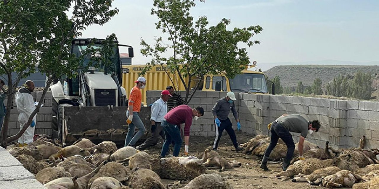 Ahıra giren kurtlar 170 hayvanı telef etti