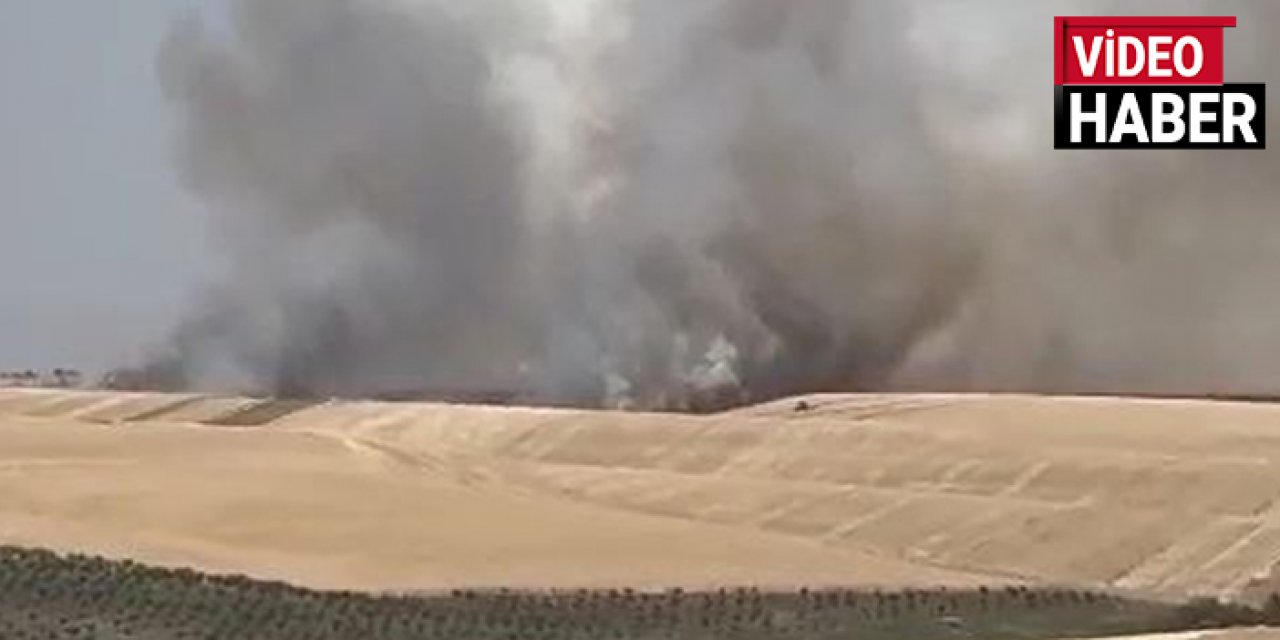 Buğday tarlası yandı: 100 dönüm alan zarar gördü