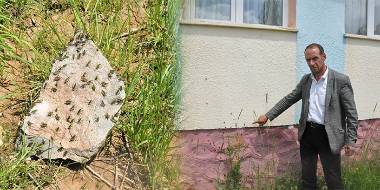 Köyü çekirgeler bastı