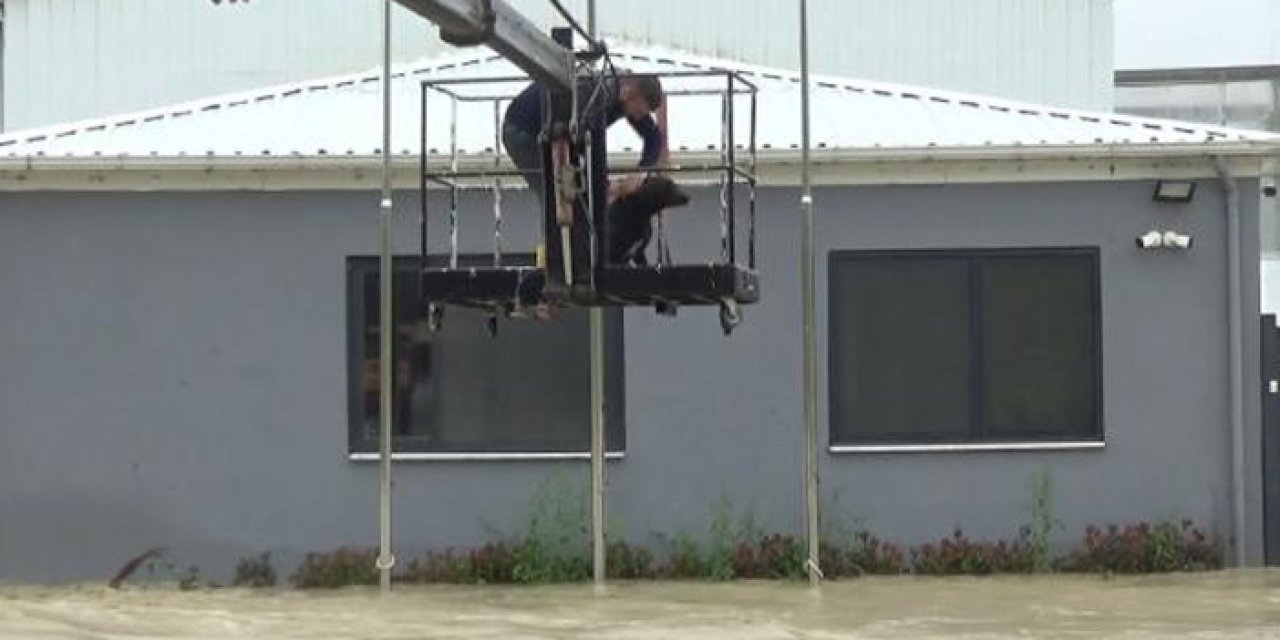 Çilek serası sular altında kaldı: Evcil hayvanlar kurtarıldı