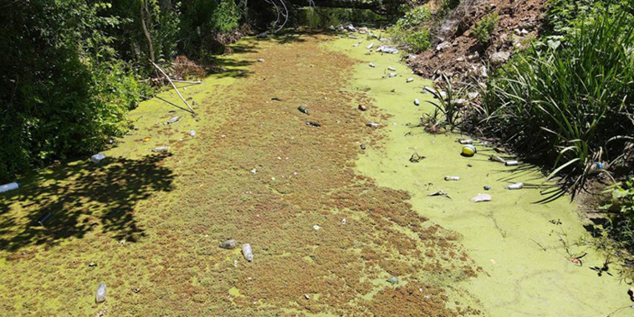 Edirne'de bulunan Bayır Deresi'nin rengi yeşile büründü