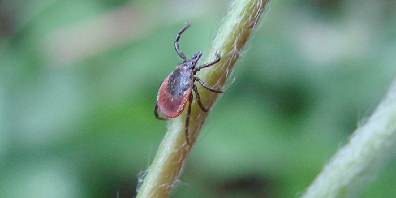Ankara'daki çiftçiler dikkat! Ziraat Odası kenelere karşı uyardı
