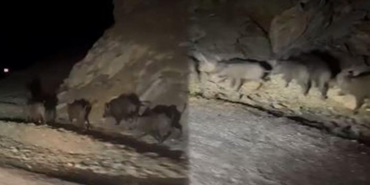 Kırsalda yaban domuzu sürüsü görüntülendi