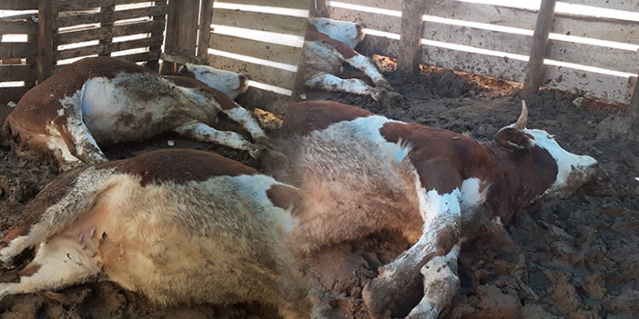 Depremzedenin ahırına yıldırım düştü