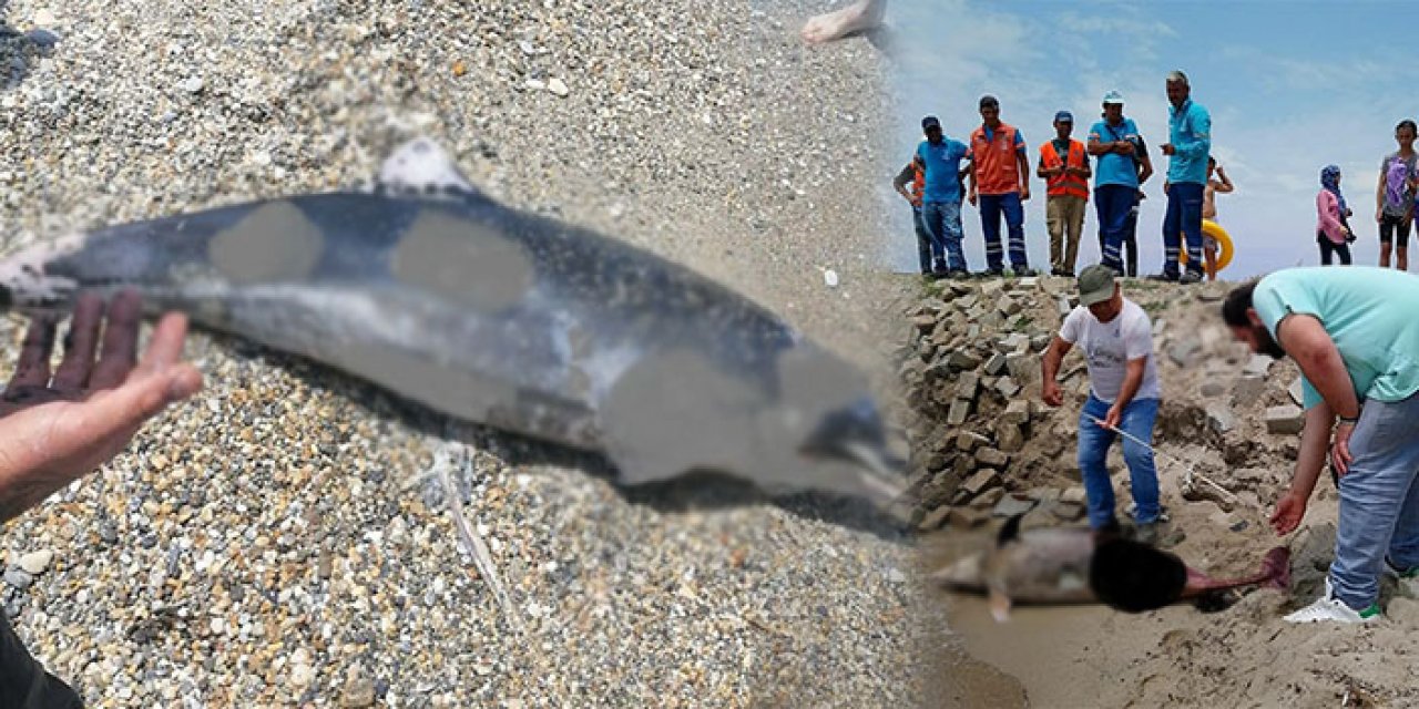 Ölü yunuslar sahile vurdu