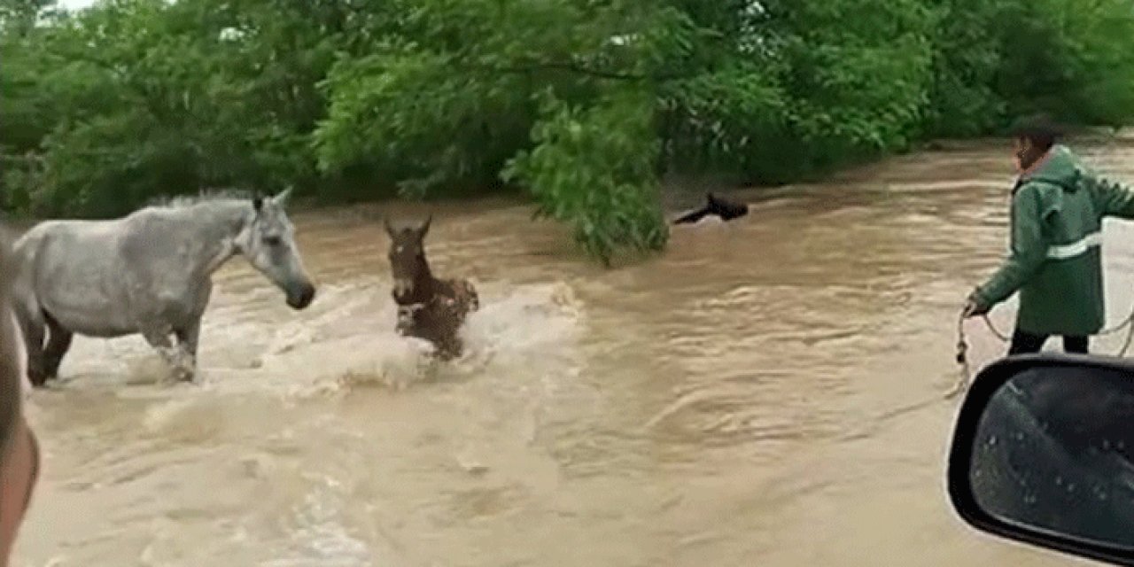 Samsun'da anne at, sele kapılan yavrusunu kurtarmaya çalıştı