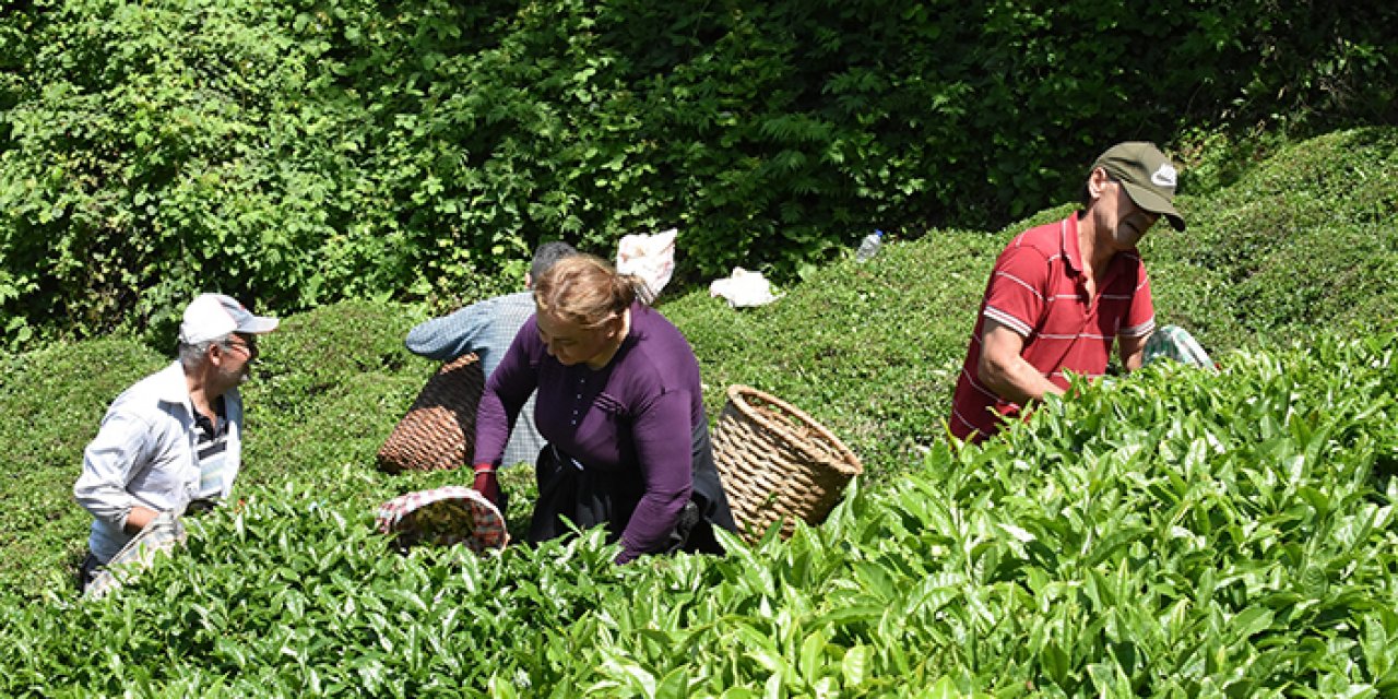 Çay hasadı Ordu’da başladı