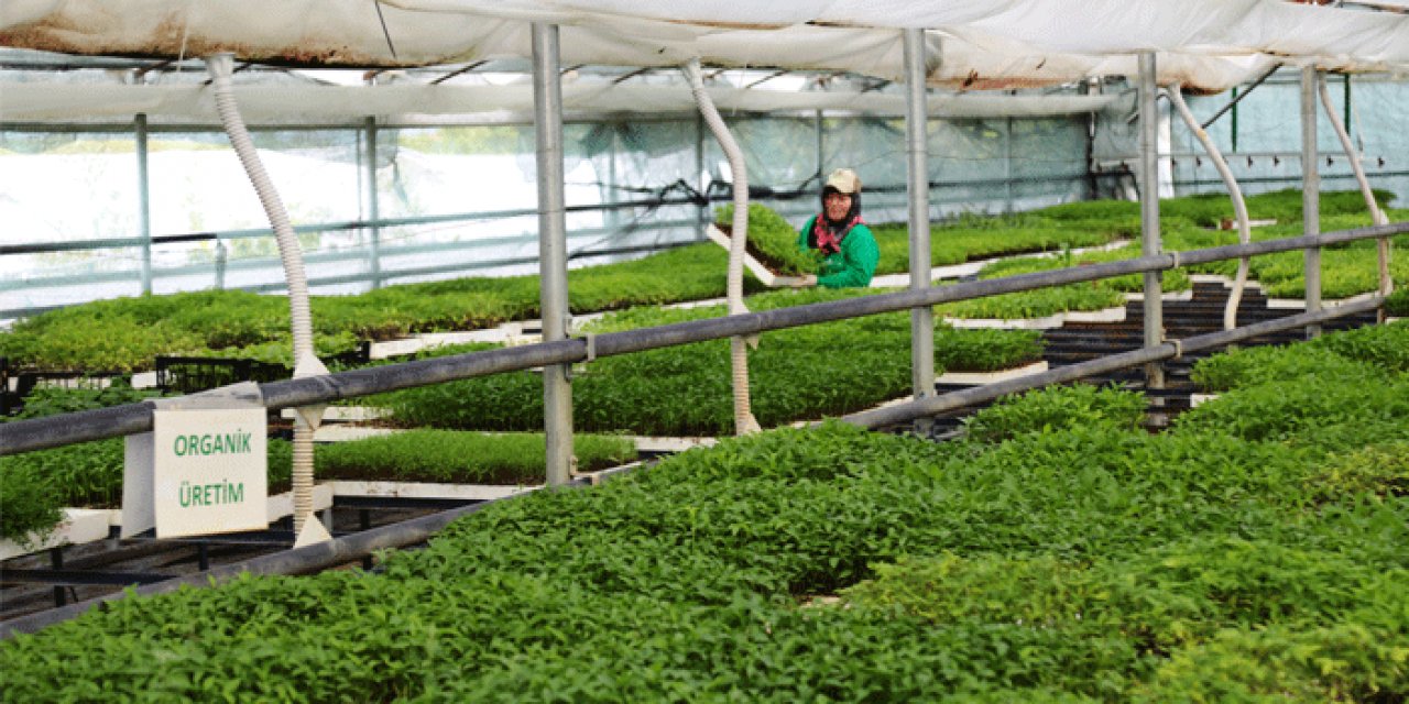 Ankara'da yağışlar üreticileri vurdu: Zor bir dönem
