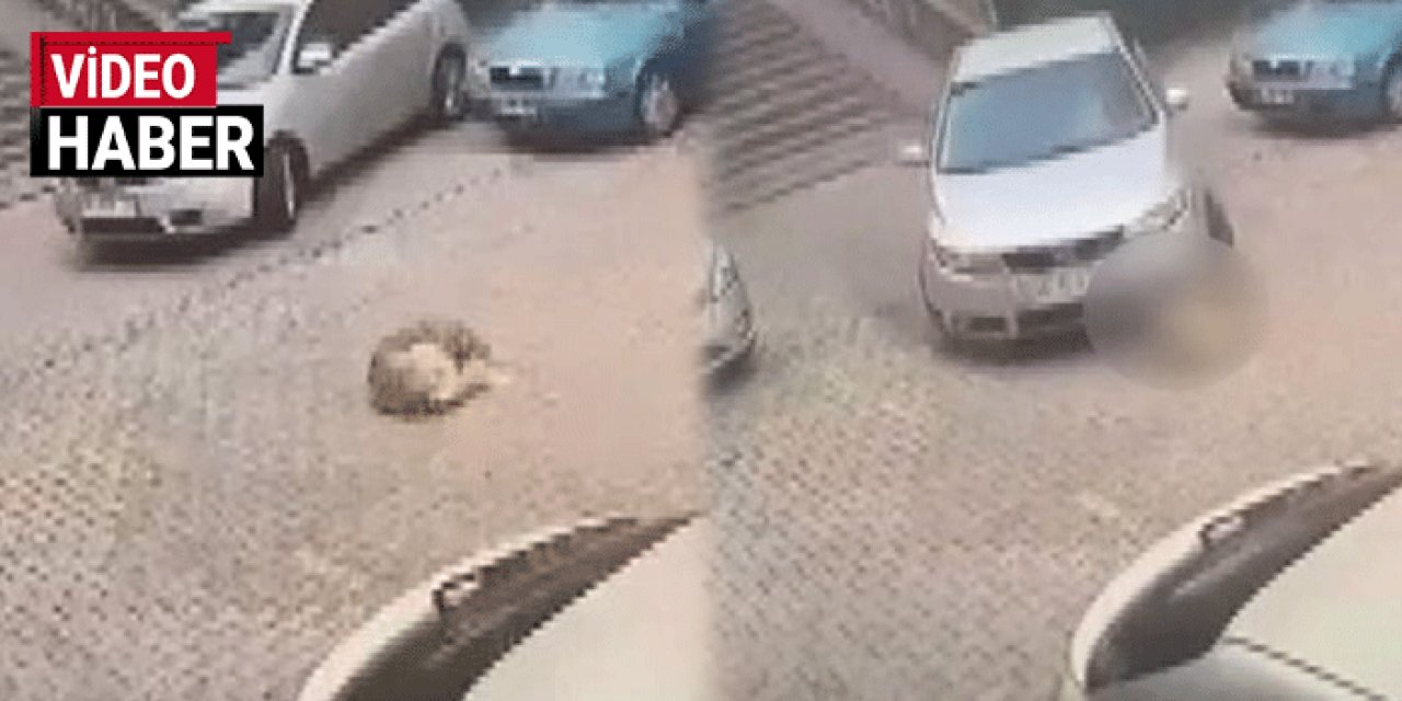 Yerde yapan köpeği arabasıyla ezerek öldürdü