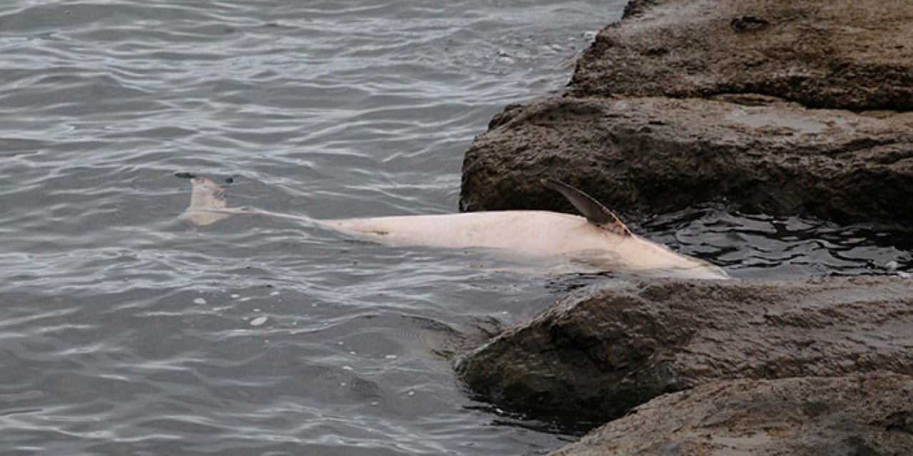 Trabzon sahilinde ölü yunus bulundu
