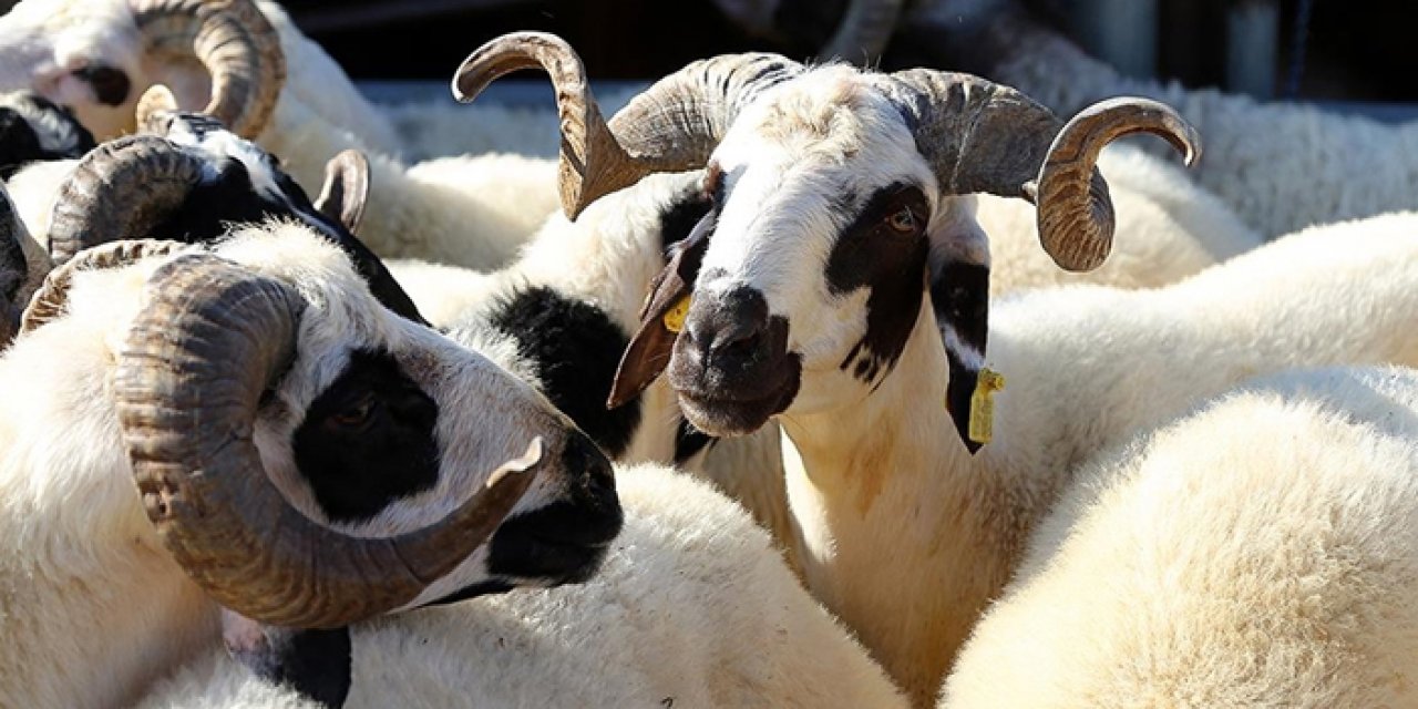 Yetiştiriciler uyardı! Kurbanlık alırken bunlara dikkat