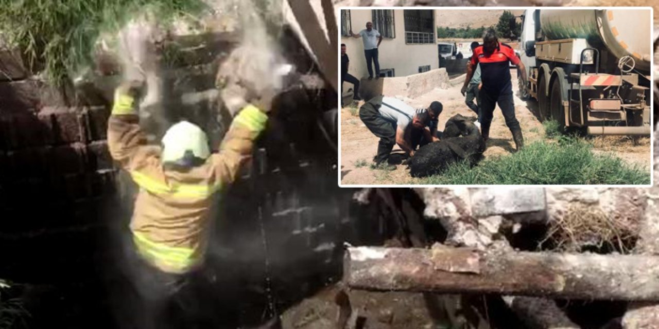 Eşekle birlikte foseptik çukuruna düştü: 3 saat sonra kurtarıldı