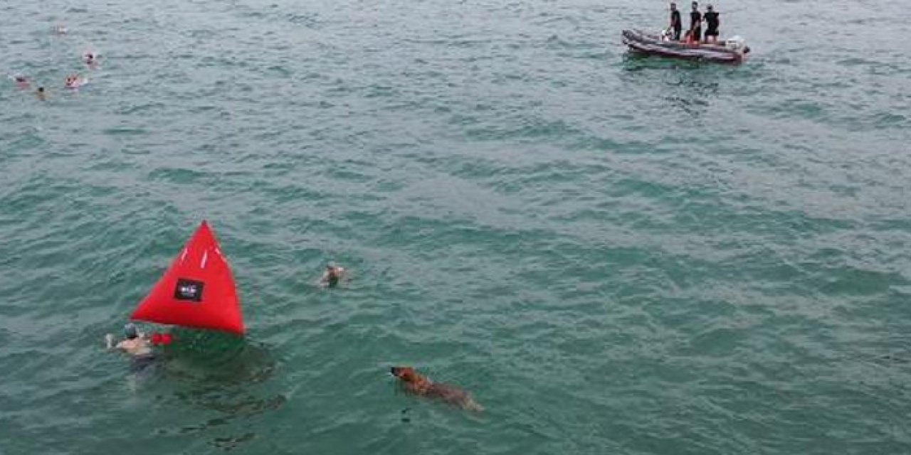 Sahipsiz köpek yarışmacılarla yüzdü