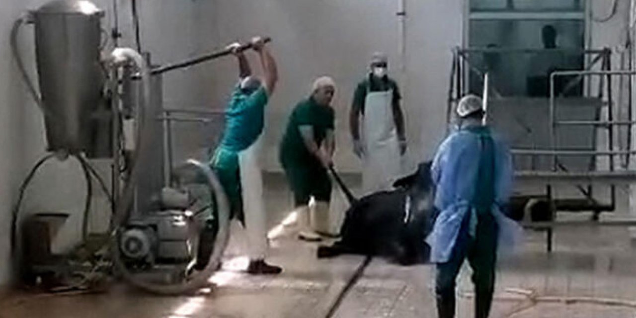 Büyükbaşı bayıltmak için başına defalarca sopayla vurdular