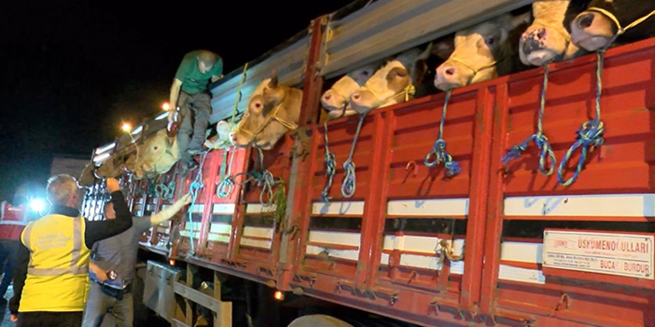 Kurbanlıklar İstanbul'a gelmeye başladı