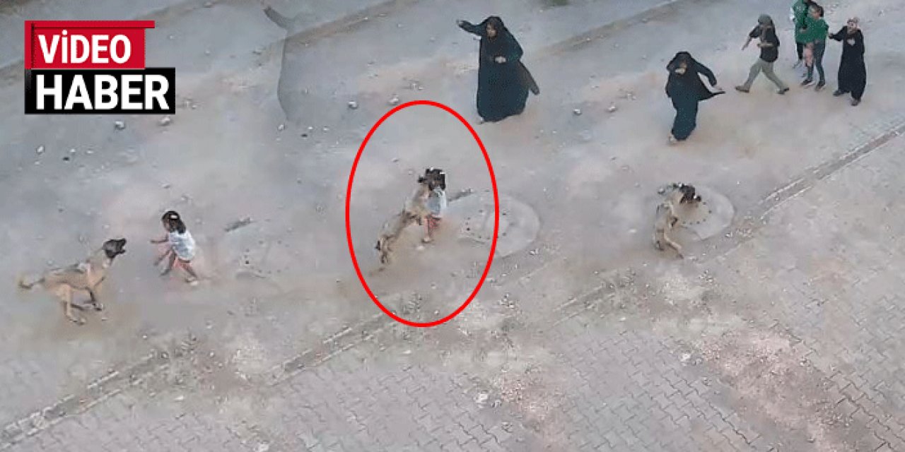 Şanlıurfa'da sokak köpeği küçük çocuğa dehşeti yaşattı