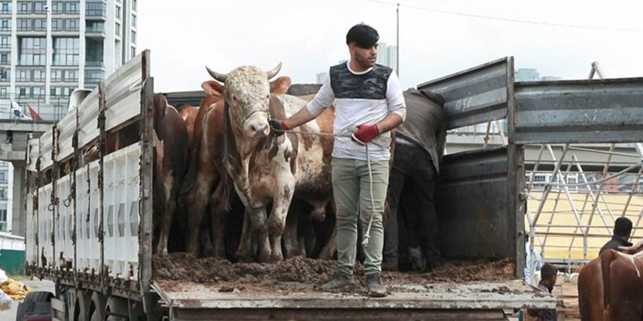 Kurbanlıklar İstanbul’a geldi heyecan başladı