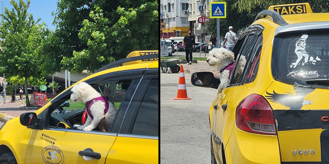 Köpekten takside tehlikeli yolculuk