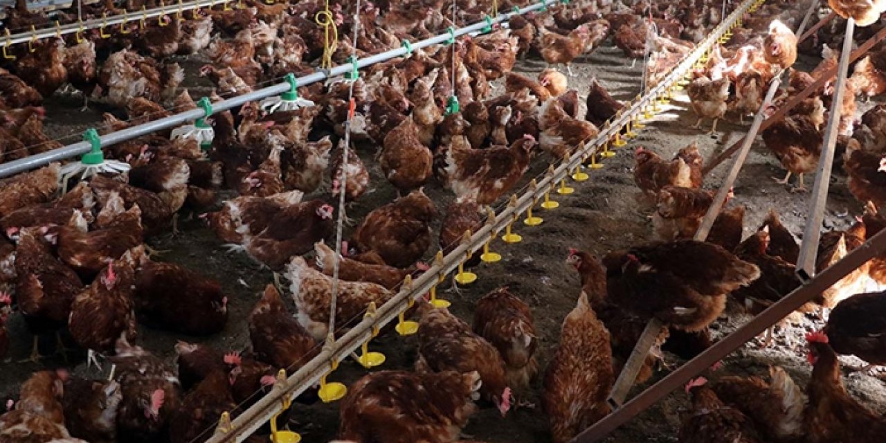 TÜİK: Nisanda tavuk eti üretimi azaldı