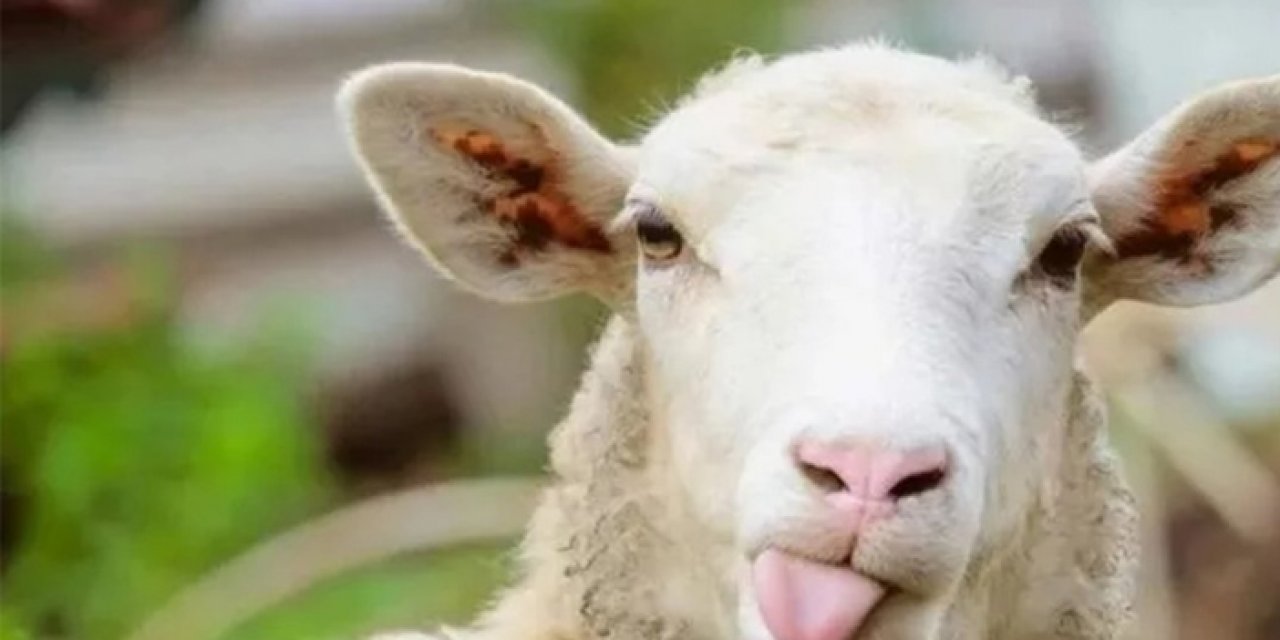 2023 Kurban fiyatları ne kadar? Kurban bayramı ne zaman?