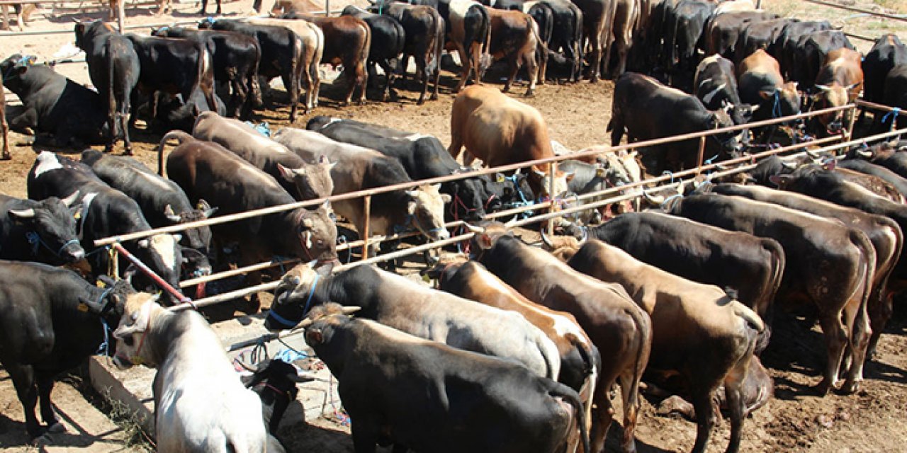 Kurbana şap engeli: O ilde Pazar açılmayacak