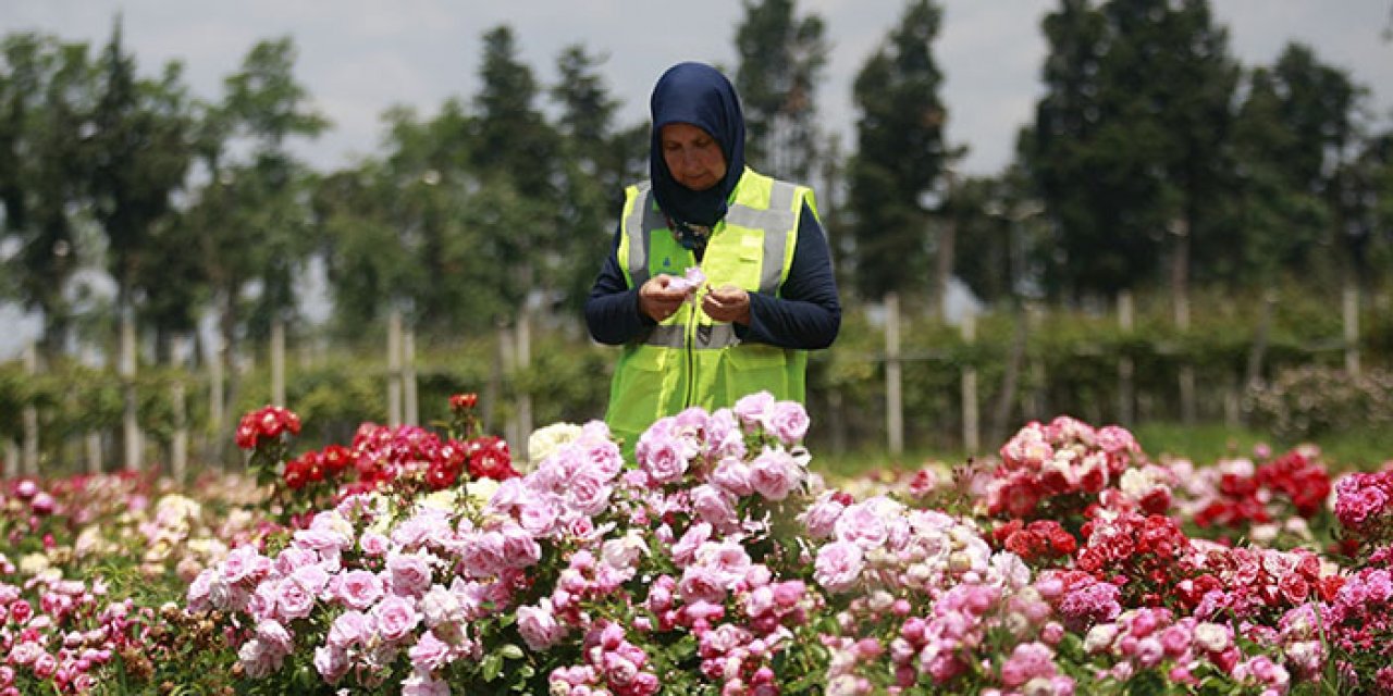 Yalova gül üretim merkezine dönüştü