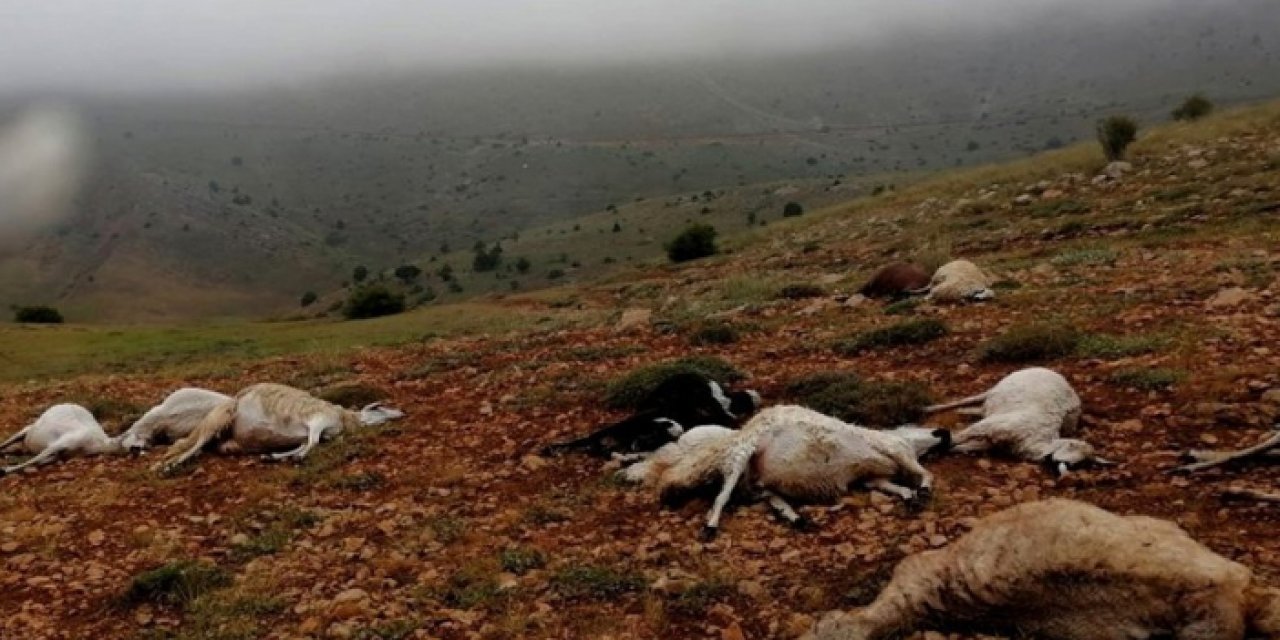 Yıldırım çarptı 13 keçi telef oldu