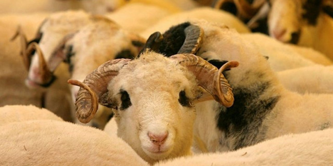 Kurban edilecek hayvanlar hangi nitelikleri taşımalıdır?