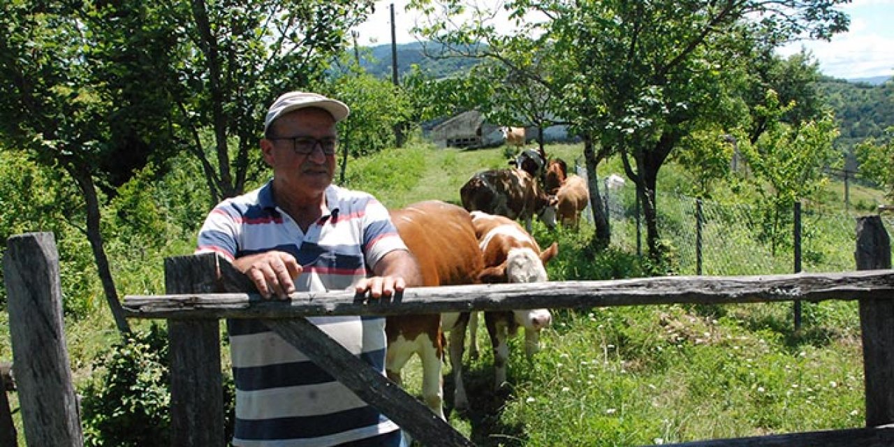 Bartın'da şap alarmı! 4 köy karantinaya alındı