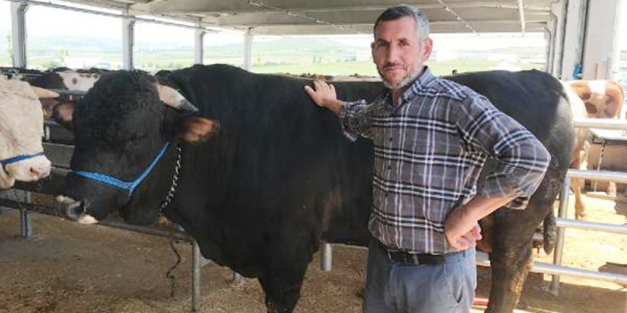 1.1 tonluk boğa 'Şahinbey'