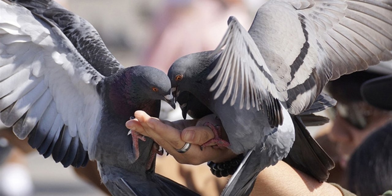 Kuş besleyen kişilerde akciğer hastalığı görülebiliyor
