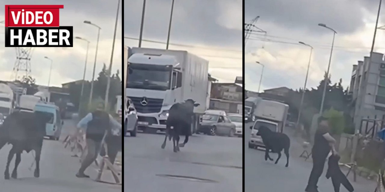 Kurban mesaisi erken başladı: Kurbanlar kaçtı onlar kovaladı