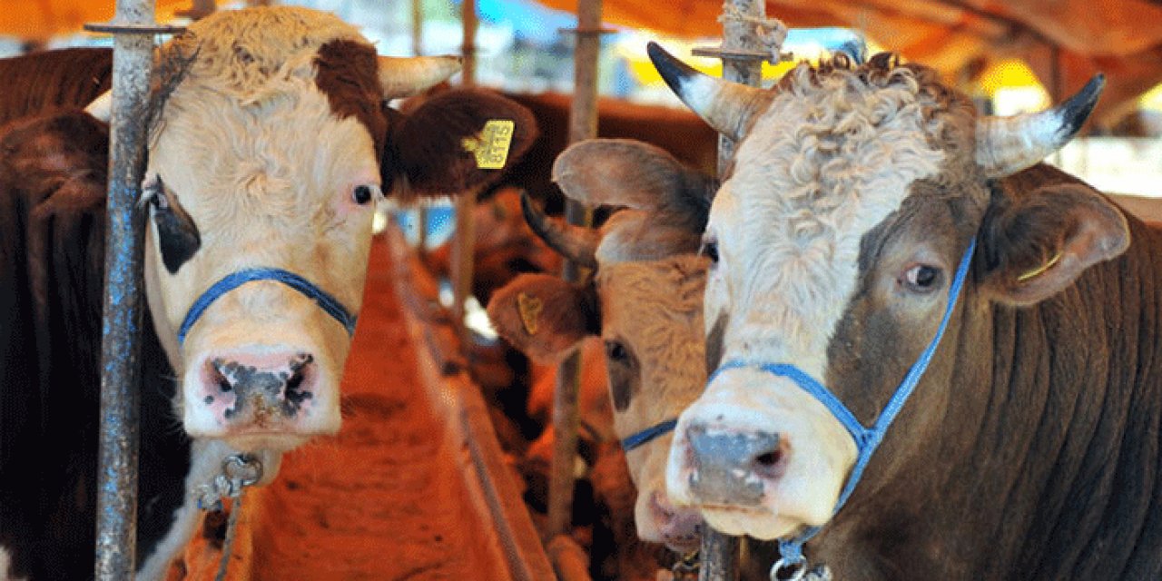 Bayrama sayılı günler kala dikkat! Kurbanlık alırken dolandırılmayın