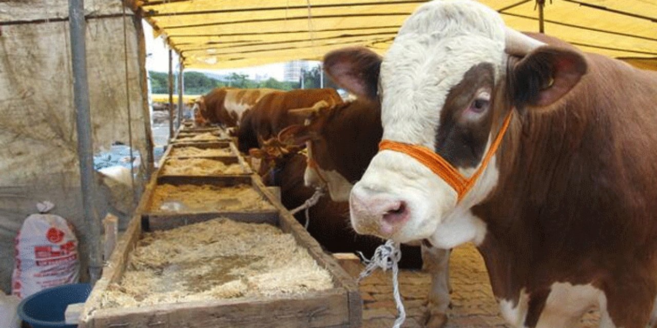 Bayram öncesi şap alarmı! Kurban pazarları kapatıldı, satışlar yasaklandı