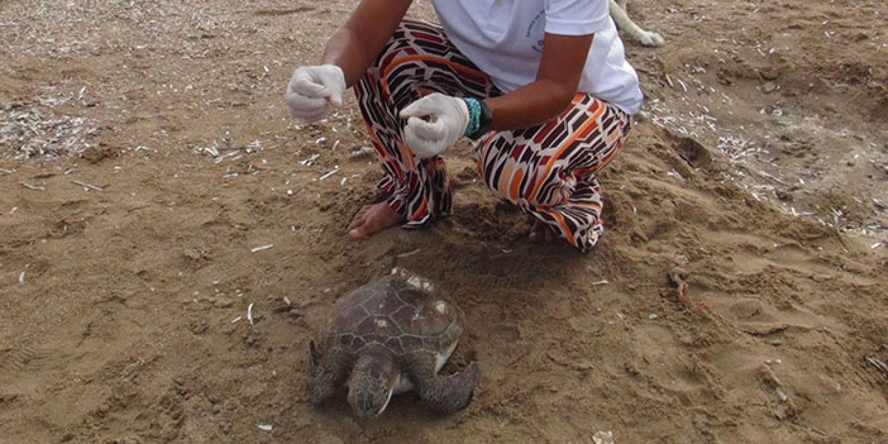 Manavgat’da ölü deniz kaplumbağaları kıyıya vurdu