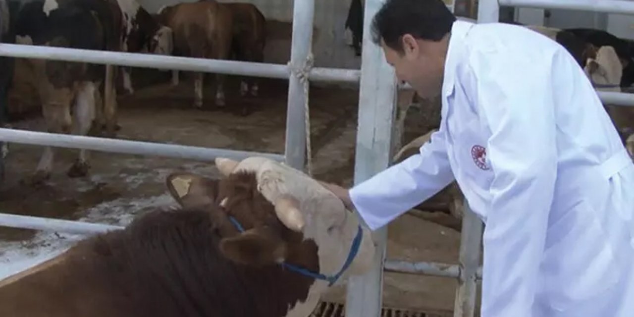 Altındağ'da hayvanların sağlığı incelendi