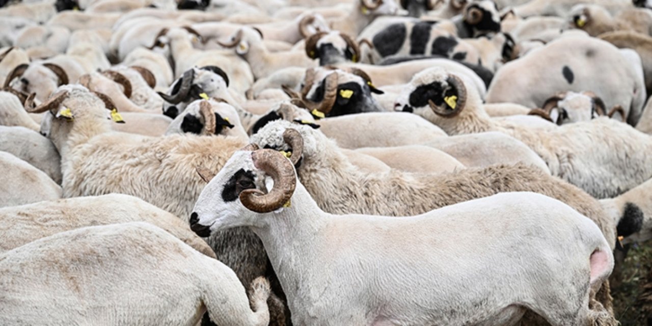 Diyanet uyardı! Vekaletle kurban kesen kurumlar bunlara dikkat etmeli
