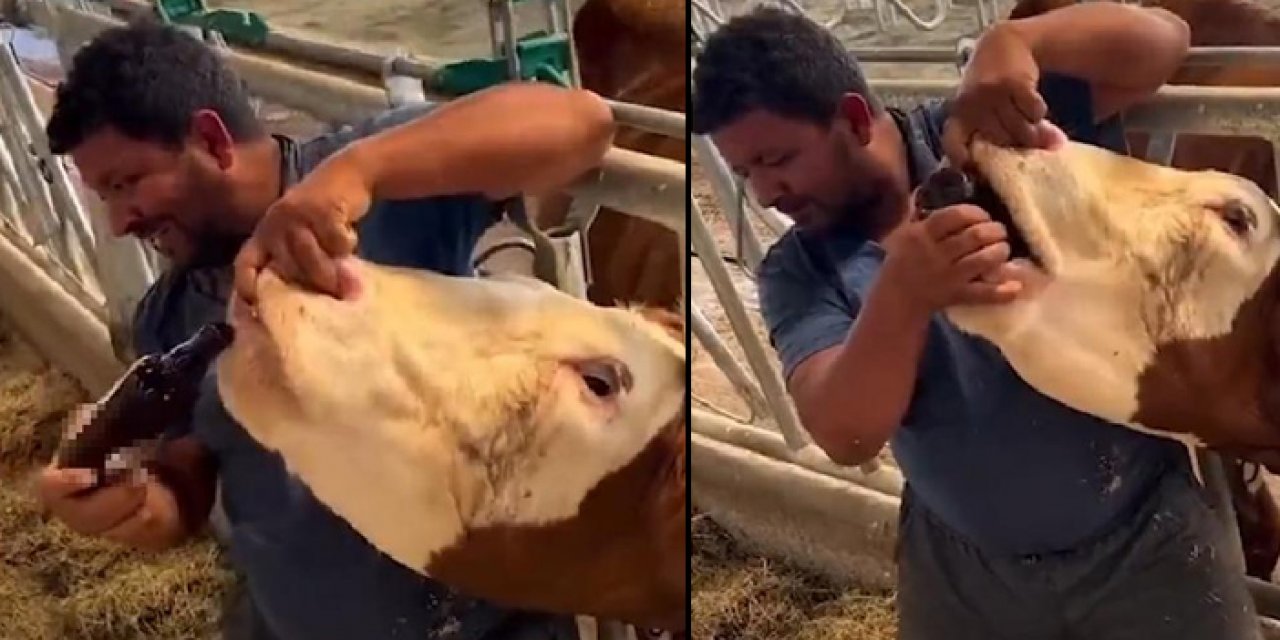İneğe içki şişesiyle sıvı içirdi: Tepki çekti