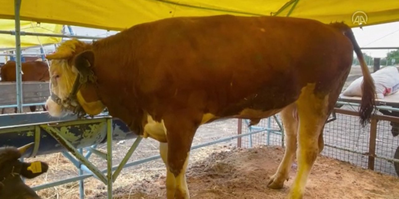 1075 kilogram ağırlığındaki "Kral" 135 bin liraya satıldı