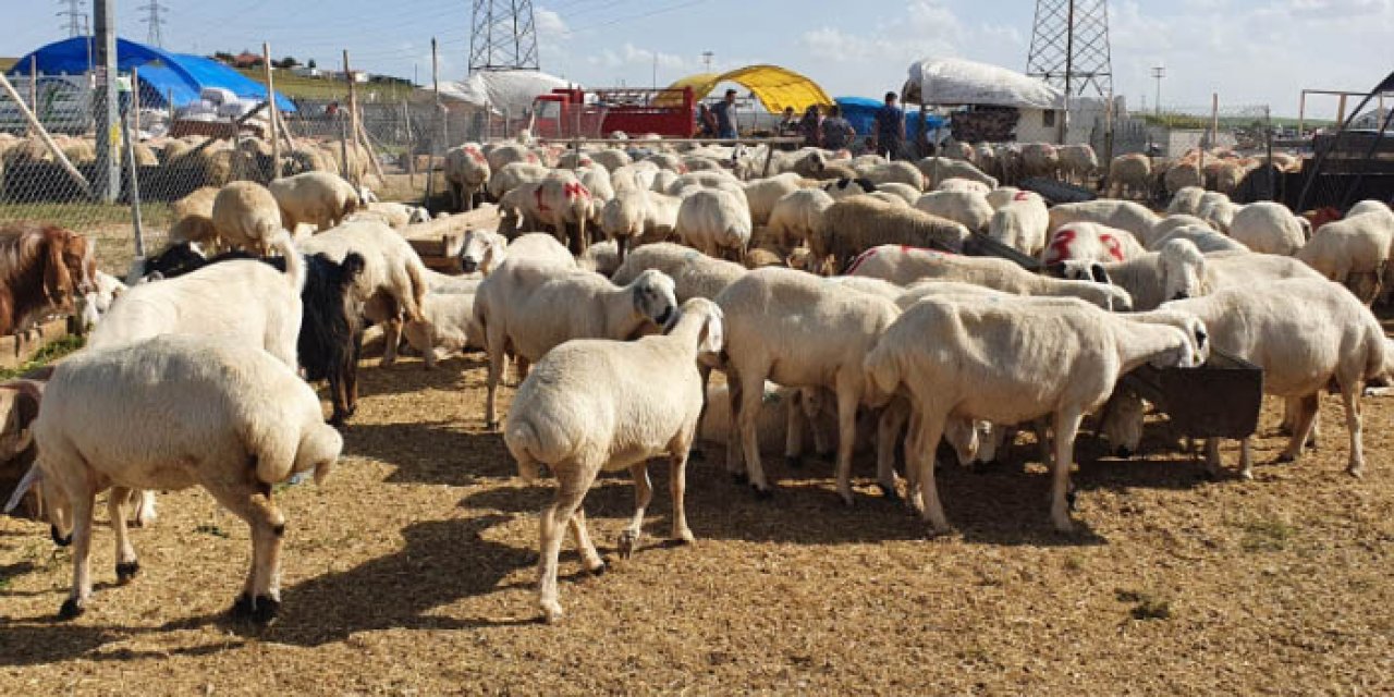 Sincan Çimşit Kurban Pazarı’nın en ucuz kurbanlıklarına dikkat